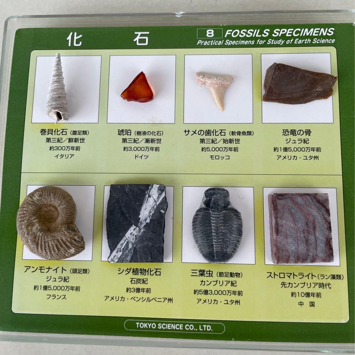 アンモナイト化石（8種）｜科学、自然